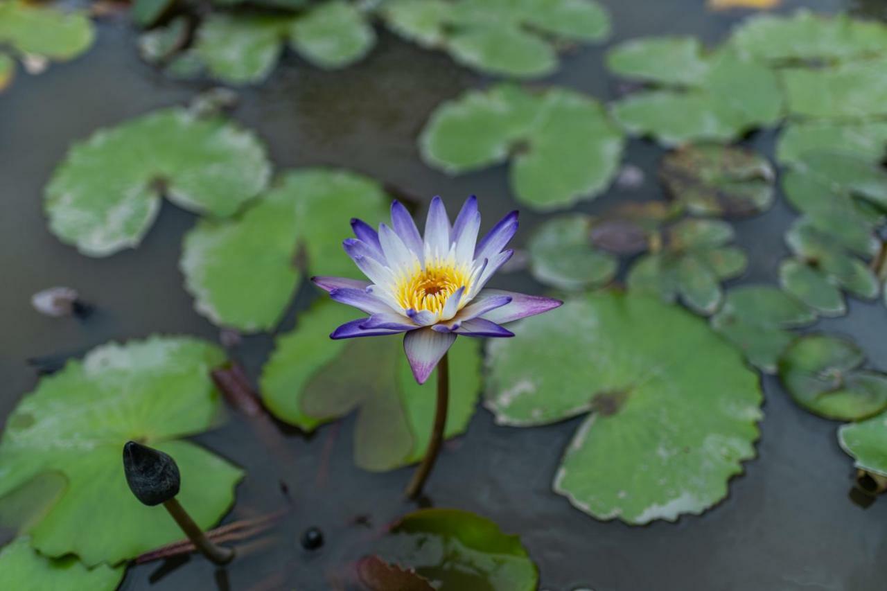 Doi Inthanon Riverside Resort Chom Thong Buitenkant foto